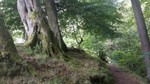 fruits_of_the_forest