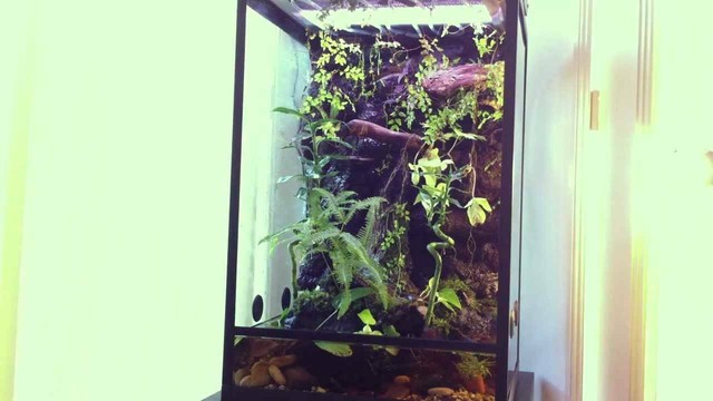 Frog tank / reptile tank for sale | Reptiles & Amphibians | Gumtree