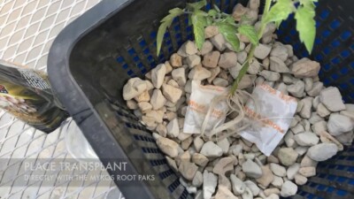 Xtreme Gardening MYKOS ROOT PAKS - 100 Root Packs and Free Shipping