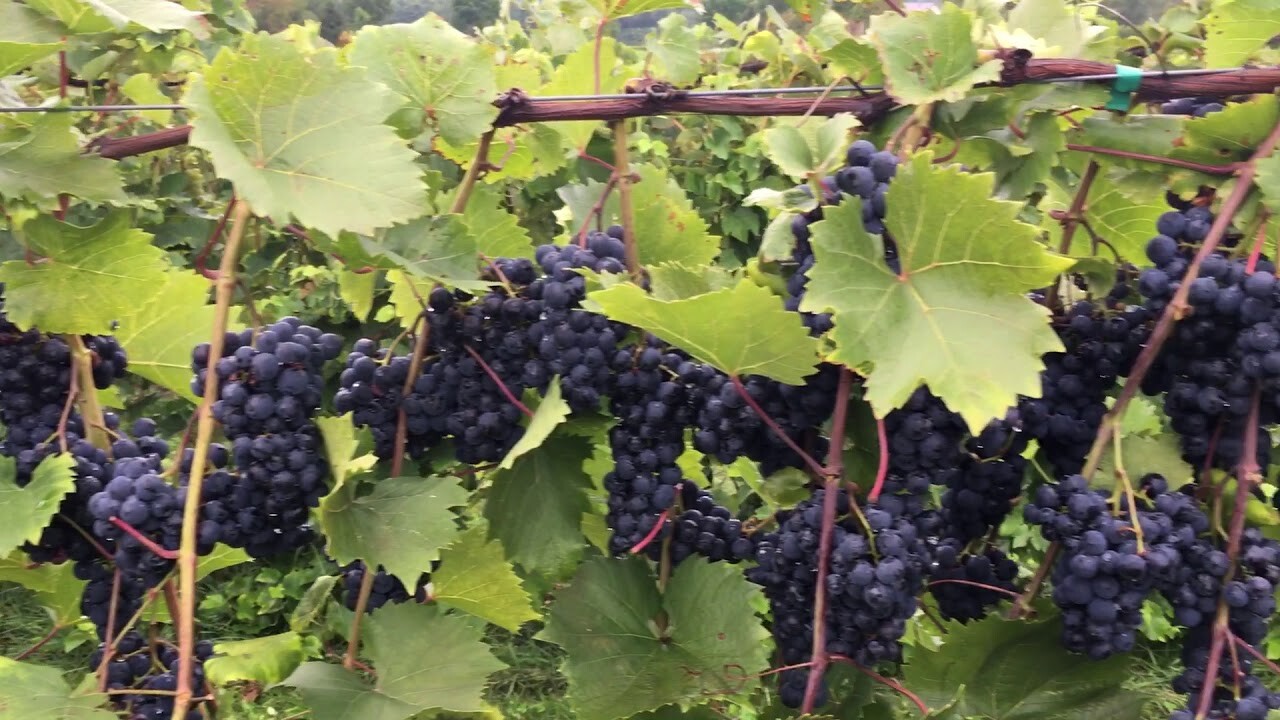 Фронтиньяк Виноград Фото – Telegraph