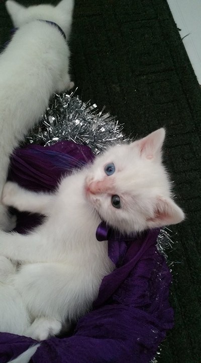 Turkish Angora Kitten for sale | in Oldham, Manchester | Gumtree
