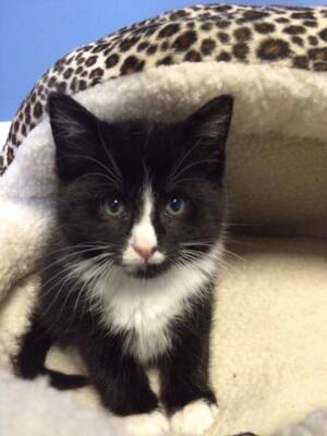 Itty Bitty Kitty Inc.
