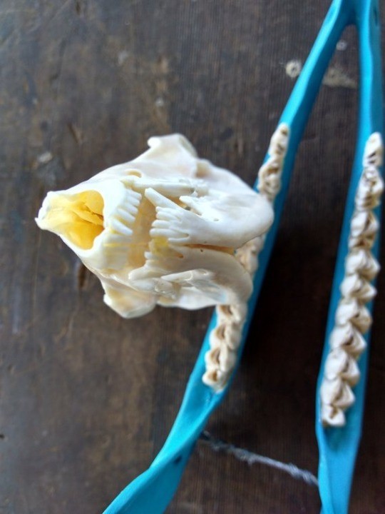 Real opossum skull mount wall mount taxidermy art European skull mount Real bone