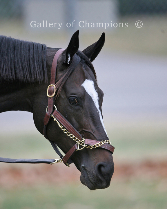 Zenyatta Portrait #4 Photo 8