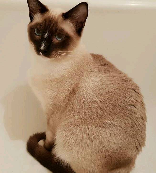 Siamese x Snowshoe Ragdoll in Newlands, Glasgow Gumtree