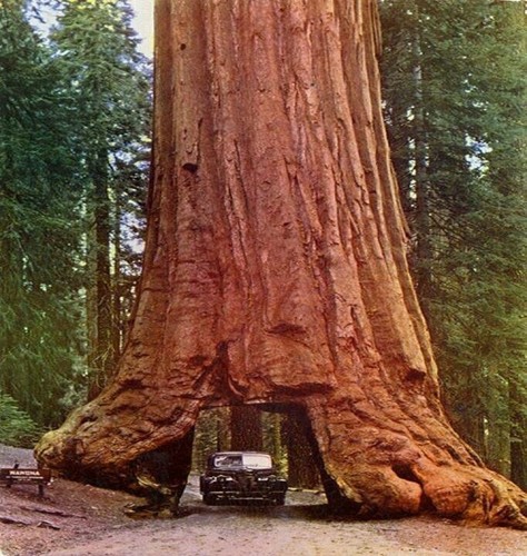【希少】california redwood苗 Amazon.com : Coast Redwood Tree Seedling - Sequoia