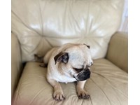 PUG FEMALE 