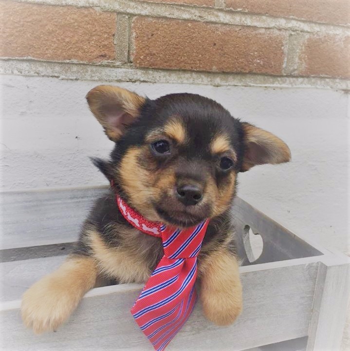 Teacup Chihuahua cross Jack Russel puppy. in Vale of Gumtree