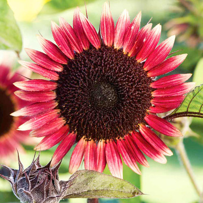 ms mars sunflower seeds - rare variety - childrens garden