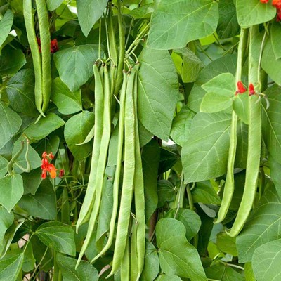 runner bean benchmaster - 40 seeds - vegetables/fruits