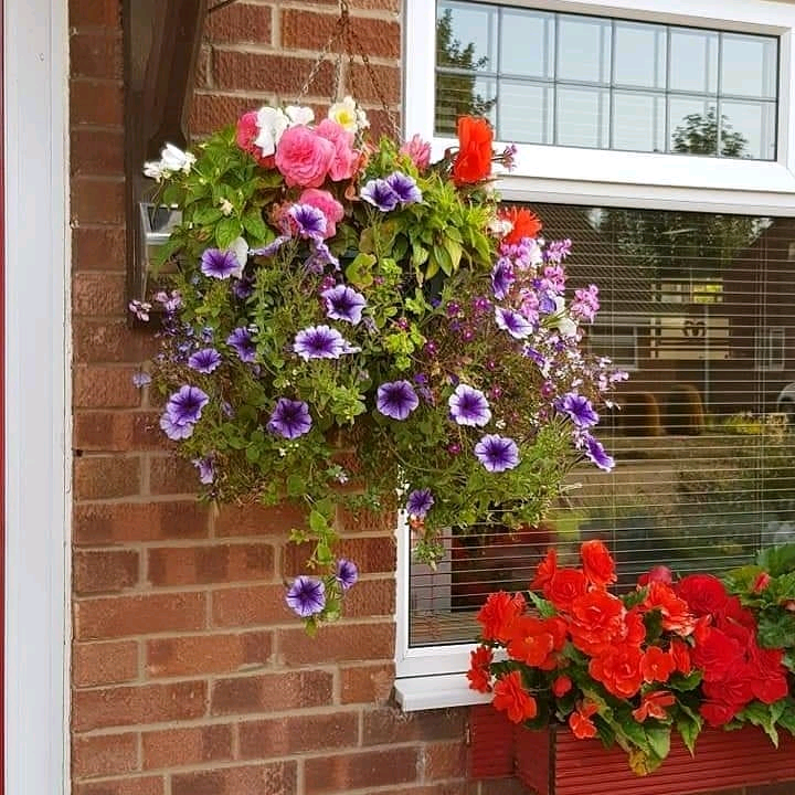 Summer Hanging Baskets in Hull, East Yorkshire Gumtree