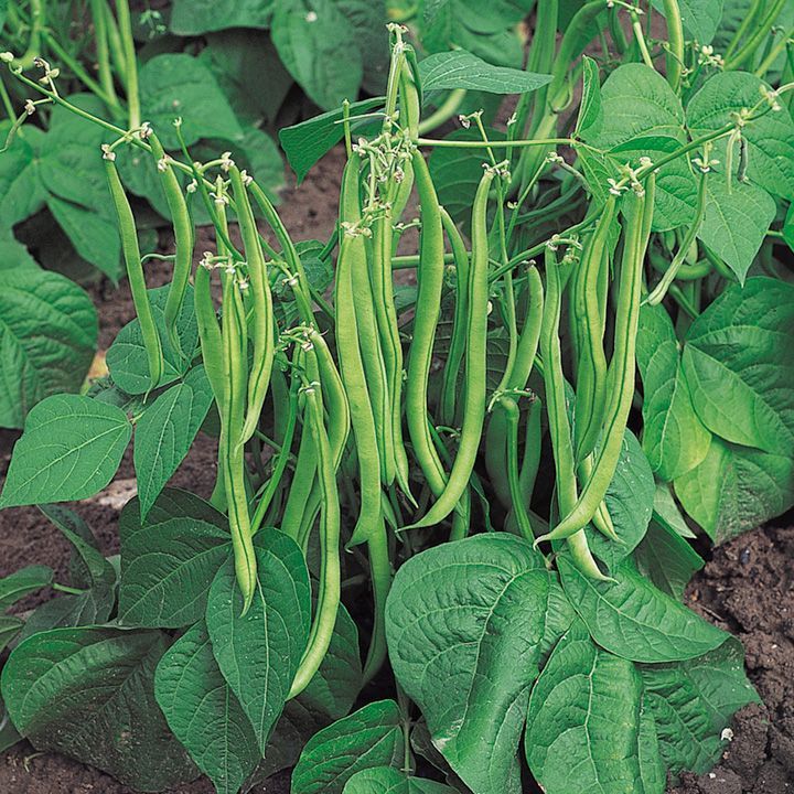 DWARF FRENCH BEAN SAFARI 30 FINEST SEEDS ** UK FREE POST