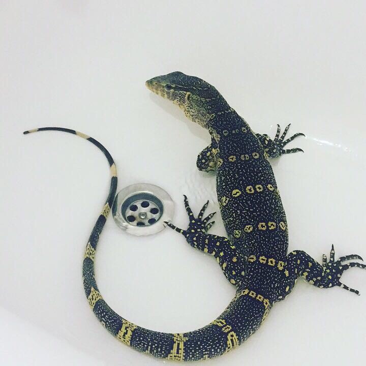 Nile monitor lizard reptile/snake in Newcastle, County Down Gumtree