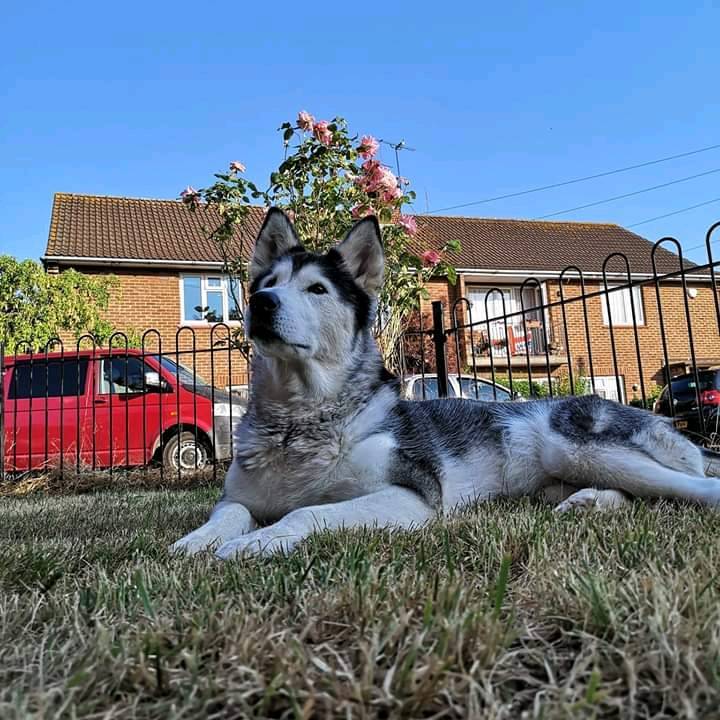 Husky Cross malamute in Frenchay, Bristol Gumtree