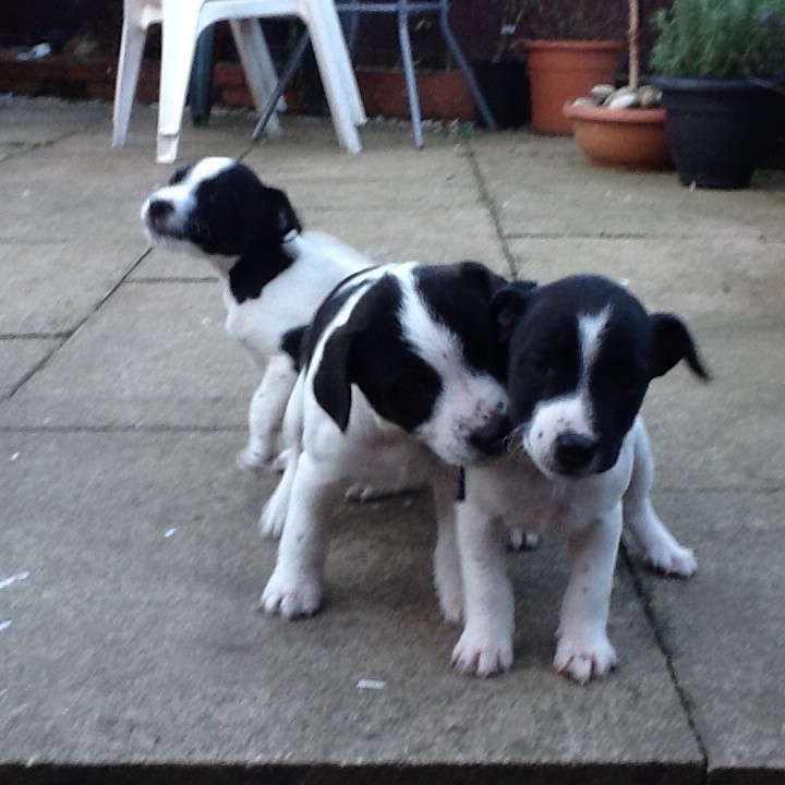 Jack Russel/Plummer Terrier puppies in Liversedge, West Yorkshire