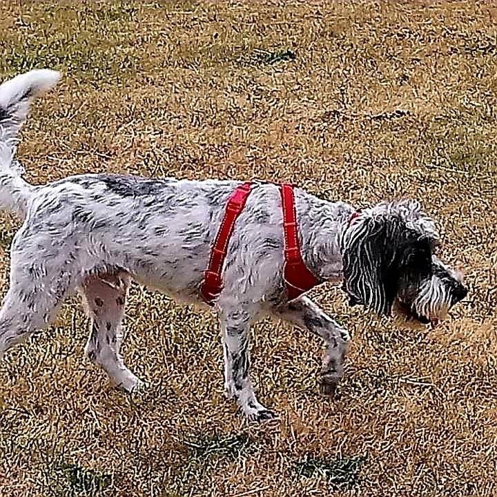 2 year old dog in Droitwich, Worcestershire Gumtree