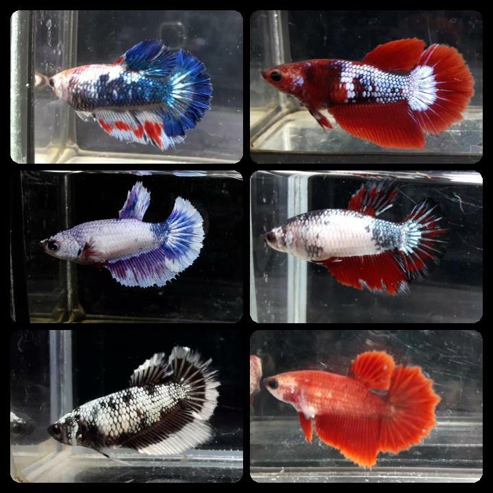 Live Betta Fish Female Sorority Mixed Halfmoon Buy 4 Get