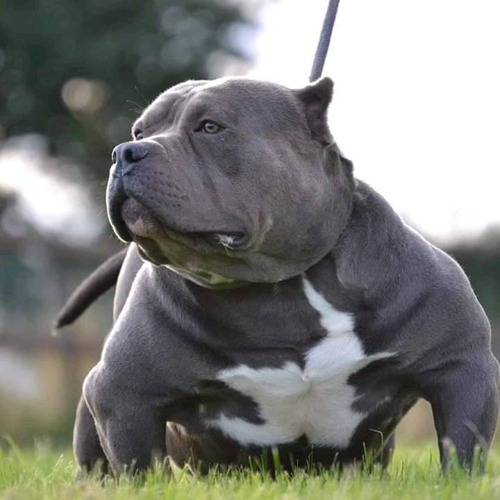 Pocket bully in Sandwell, West Midlands Gumtree