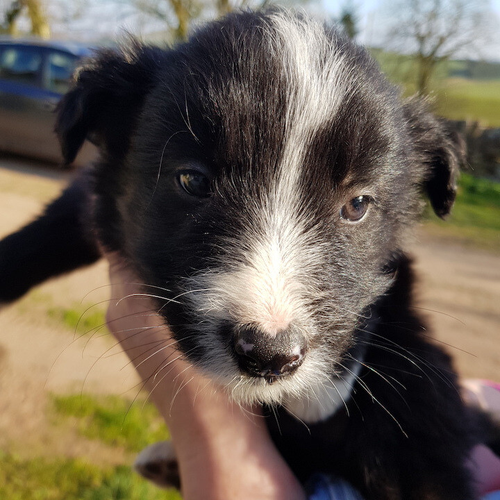 Last one. Bearded collie/border collie pups/puppies in Biggar, South Lanarkshire Gumtree