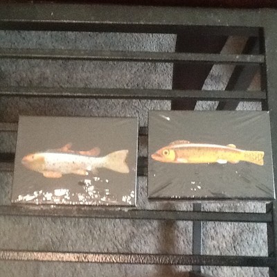 2 New DECKS Antique Fish Decoy Playing Cards in BOX