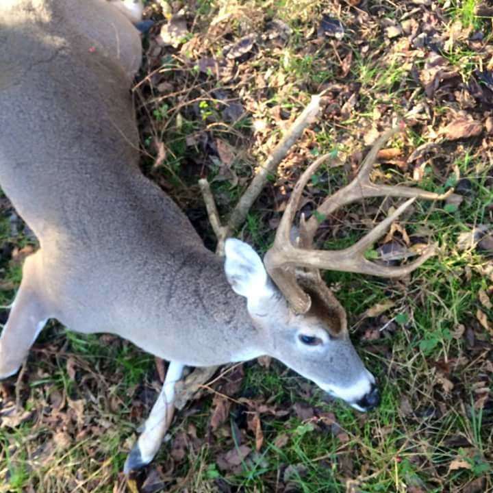 WV deer hunting lease for 2018 season. Tons of deer, black bear and wild turkey.