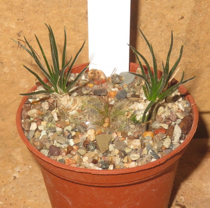 Ornithogalum Sardienii RaritÃ¤T Eb-Ot472-T5 Culture Plants Sukkulente Bulb