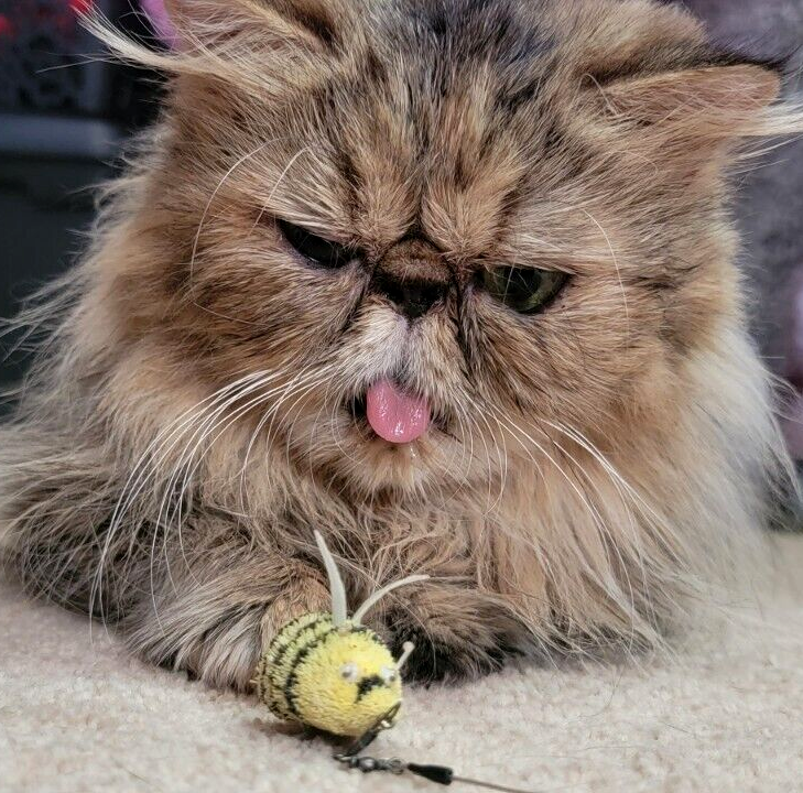 Cat Toy Bee Wand Custom Made... No Package .. Bran New!