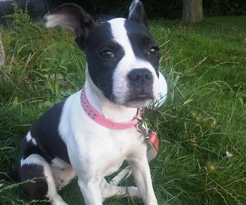 French bulldog x staff in Tilbury, Essex Gumtree