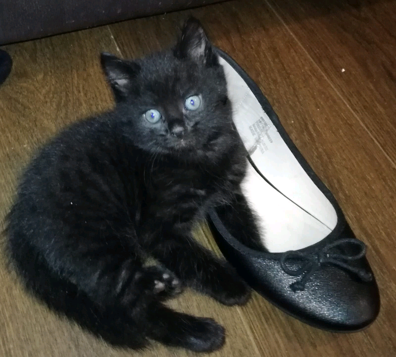 Black tabby kittens | in Whitley Bay, Tyne and Wear | Gumtree