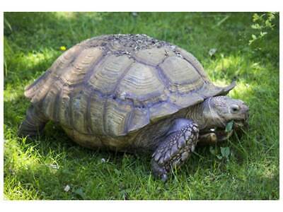 Russian Hermanns and Greek Broadleaf Tortoise Forage Seed Blend - ST25 5.12 per gallon
