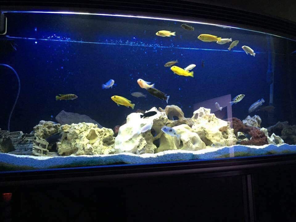 5ft aqua bow front fish tank in Falkirk Gumtree