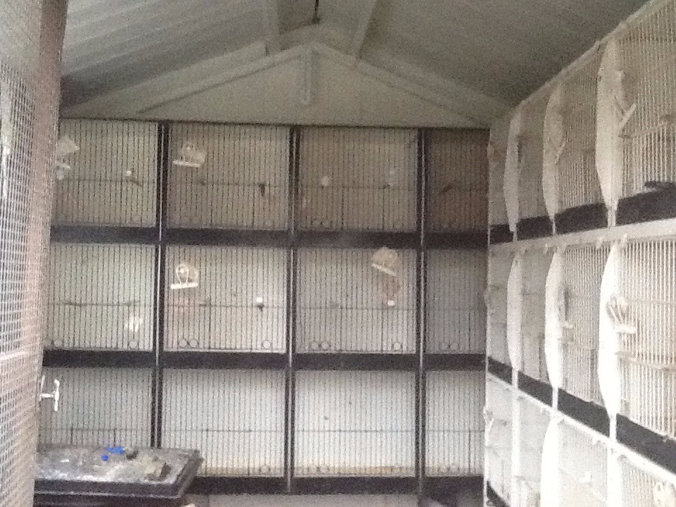 CANARY BREEDING CAGES . 1X12 UNIT AND 1X24 UNIT PLUS ACCESSORIES in