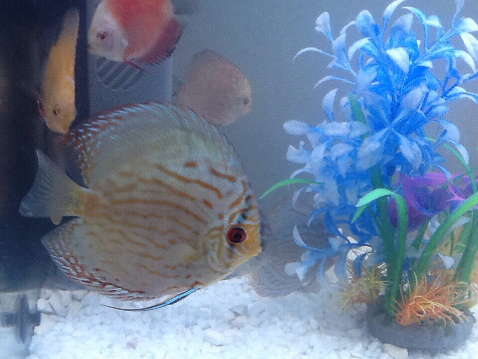 Discus fish in Rochdale Manchester Gumtree