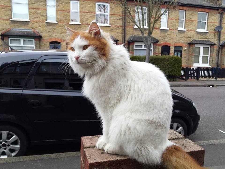 Turkish Van Kittens For Sale Tabitomo