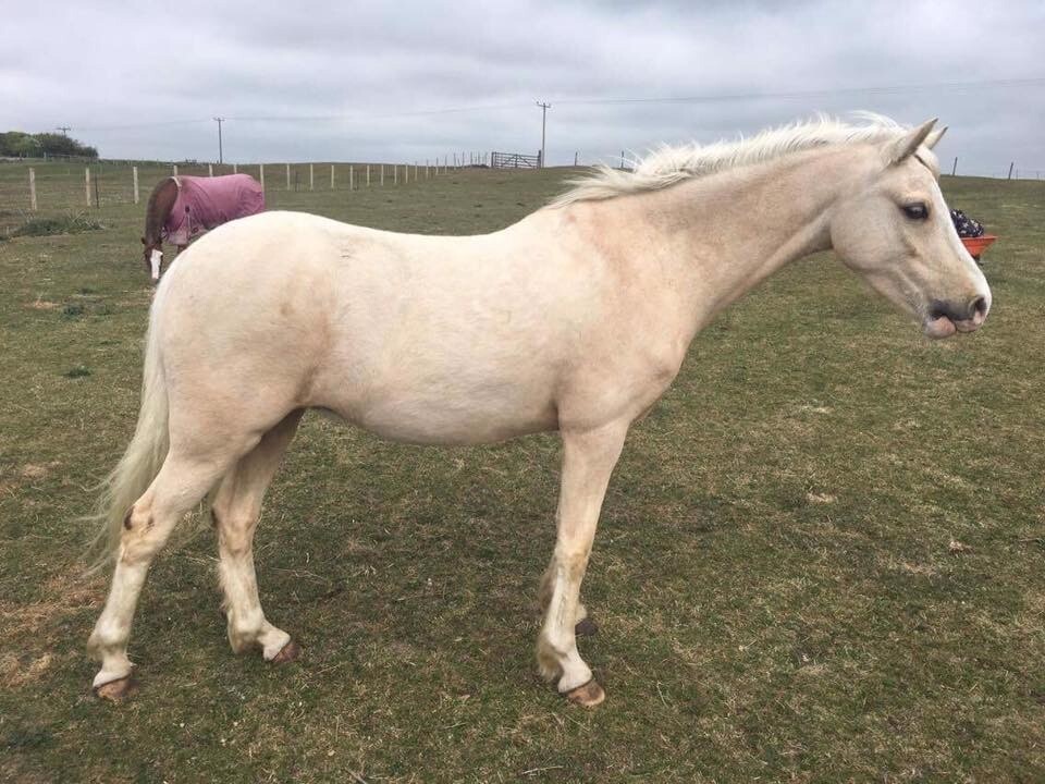 13.2hh welsh pony for sale in Dunfermline, Fife Gumtree