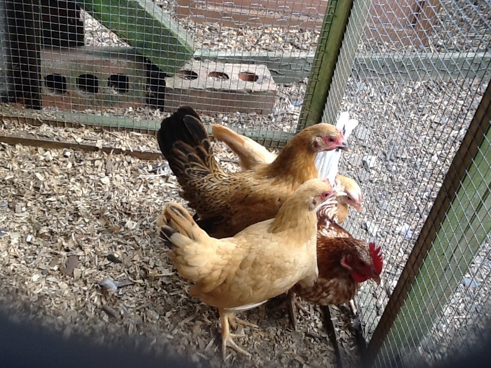 Serama Bantam Cross Plymouth Rock In Nottingham Nottinghamshire Gumtree