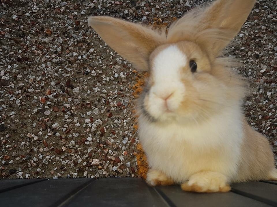 Here I have 4 month old rabbit in Farnley, West Yorkshire Gumtree