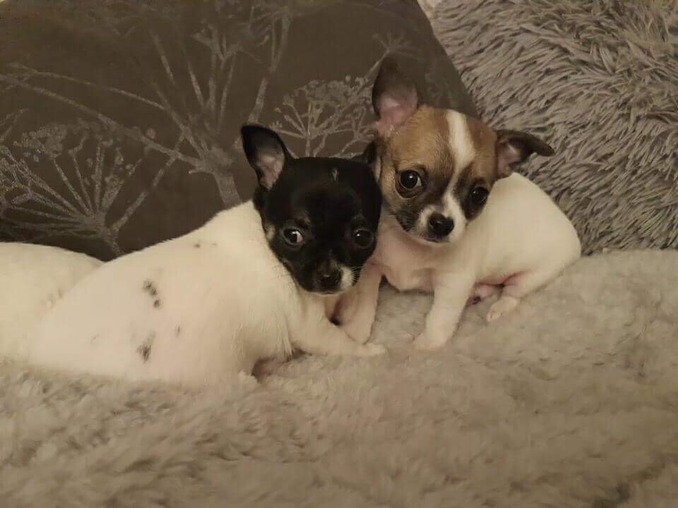 Two chihuahua puppies for sale in Edinburgh City Centre