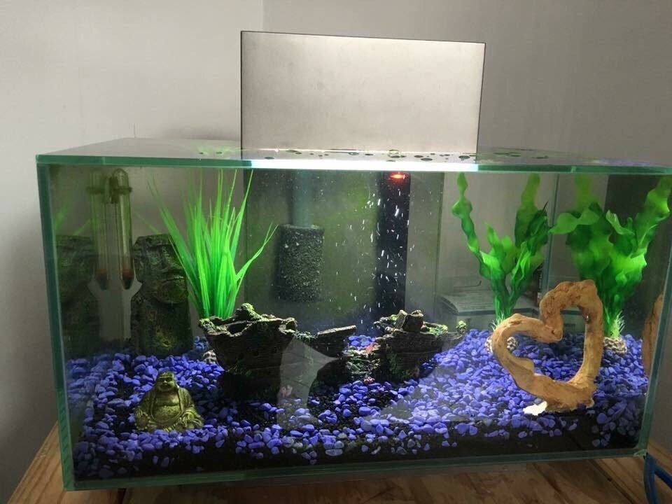 Fluval edge fish tank in Lochgelly, Fife Gumtree