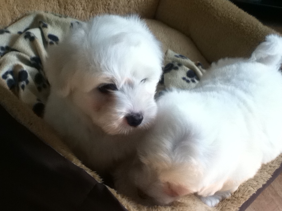 Coton de Tulear puppies for sale . in Axbridge, Somerset Gumtree