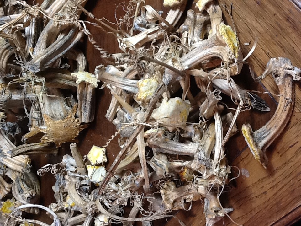 Pumpkin Stems 1000 Naturally Dried Cleaned Stems All With Bases Size 2.5 - 8