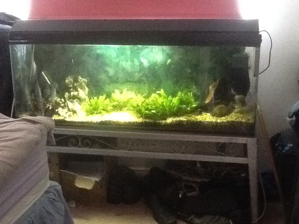 Pacu not piranha with 4 foot fish tank full set up in Pontprennau