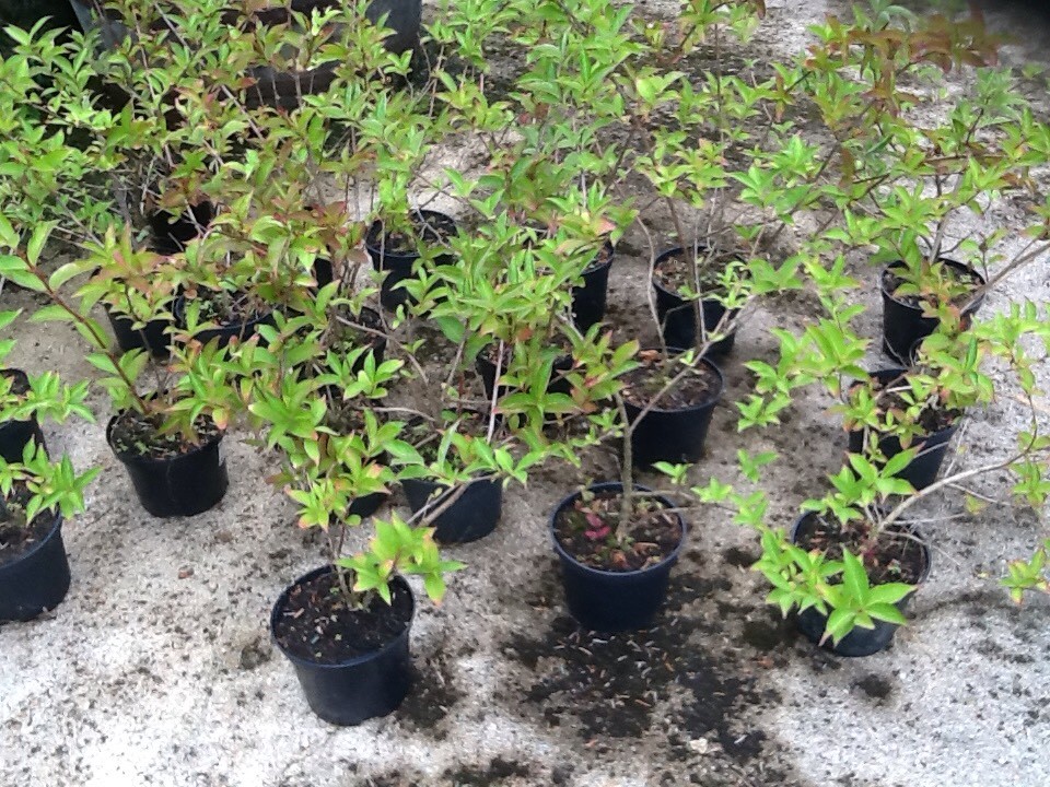 Shrubs for sale in Huntly, Aberdeenshire Gumtree