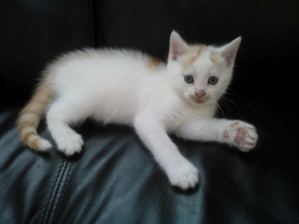stunning british shorthair X turkish van kittens in Haringey, London