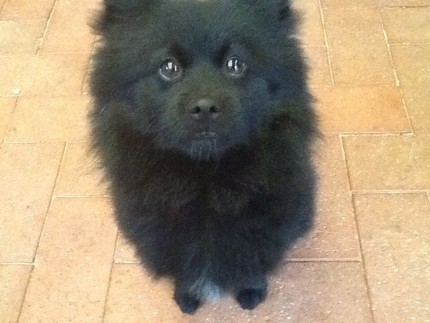 pomeranian | Dogs & Puppies | Gumtree Australia Free Local ...