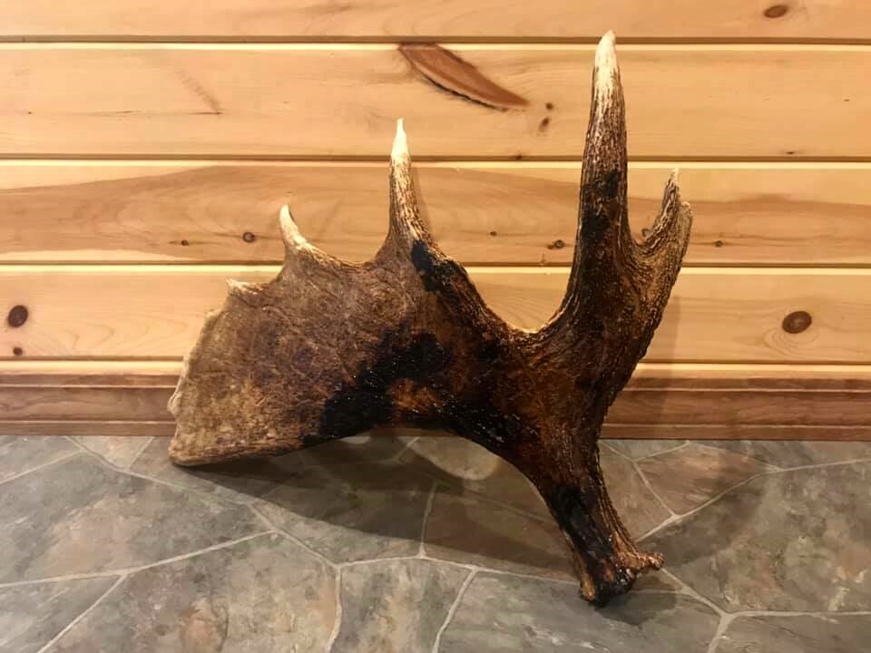 Northern Maine Moose Shed / Antler!! Deer, Crafts, Carving, Man Cave, Taxidermy