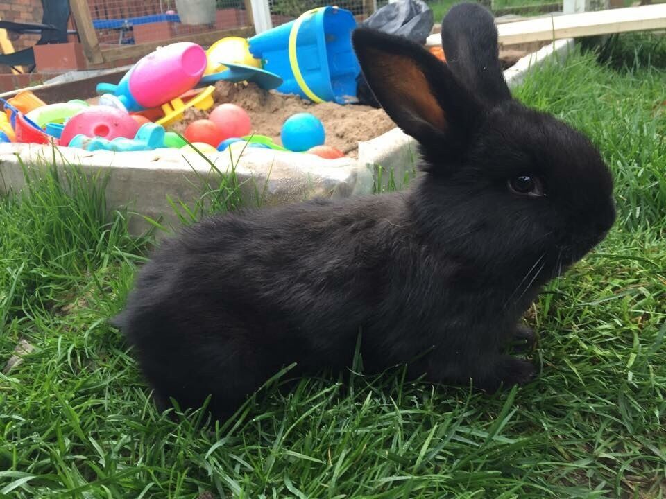 Flemish giant baby rabbit in Blackwood, Caerphilly Gumtree