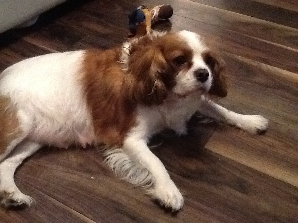 Cavalier King Charles Spaniel KC reg 2 Ruby boys left in Liverpool