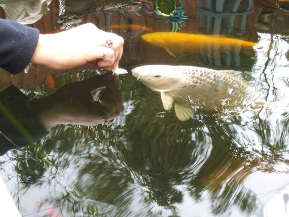 Various Pond fish for sale including Koi Carp and Tench in Leicester