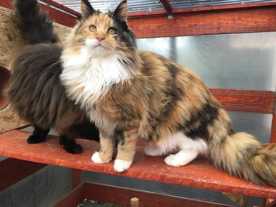 Female Maine Coon cat for sale in Wellingborough, Northamptonshire